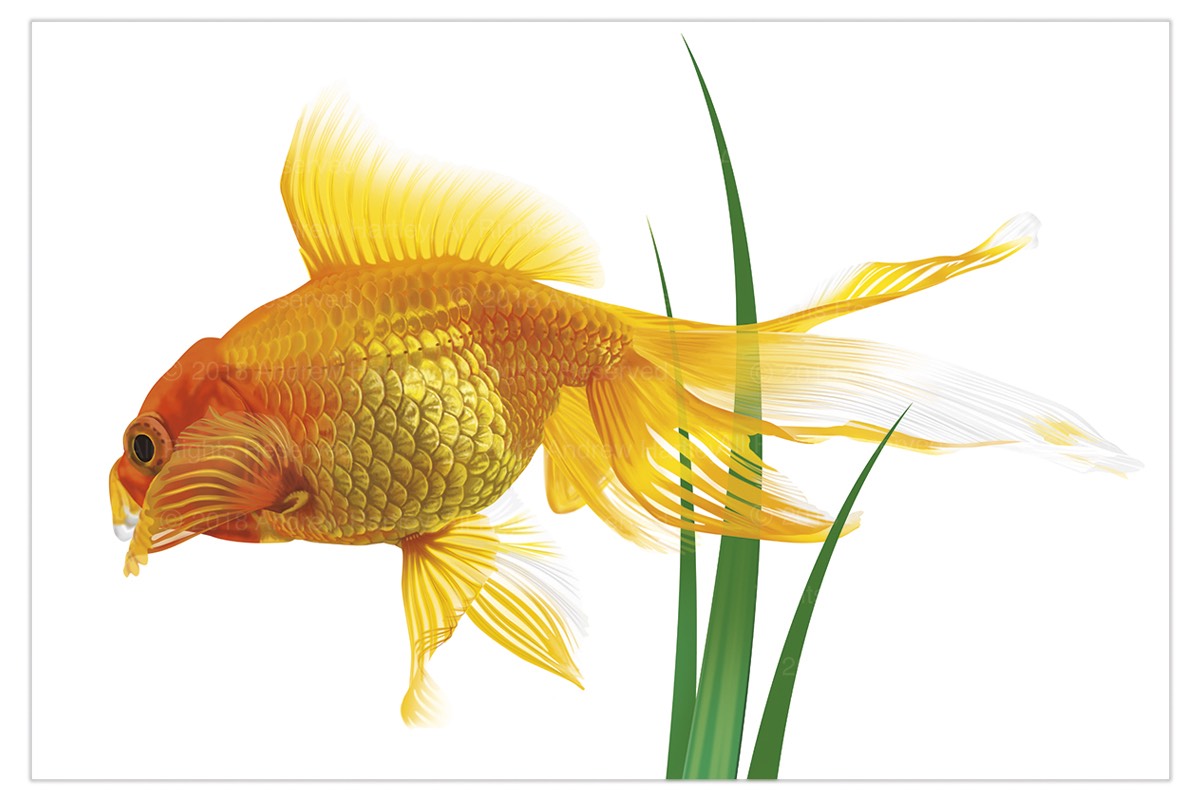 goldfish1200px-wide