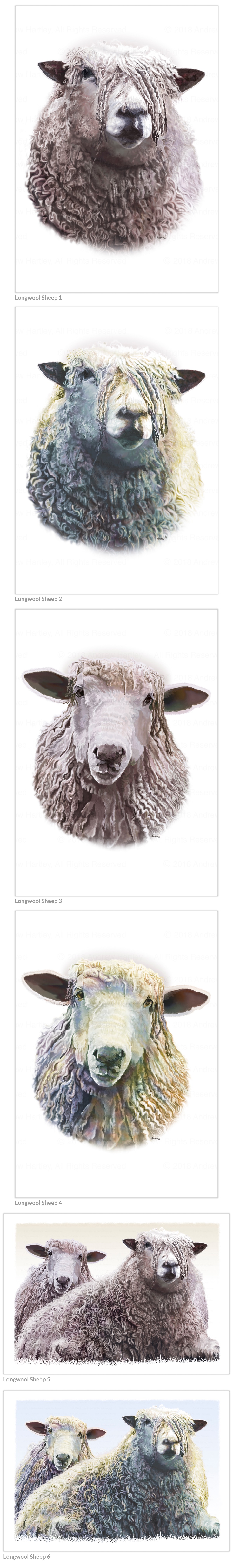 longwool-sheep-asizes-1-6-1200wide