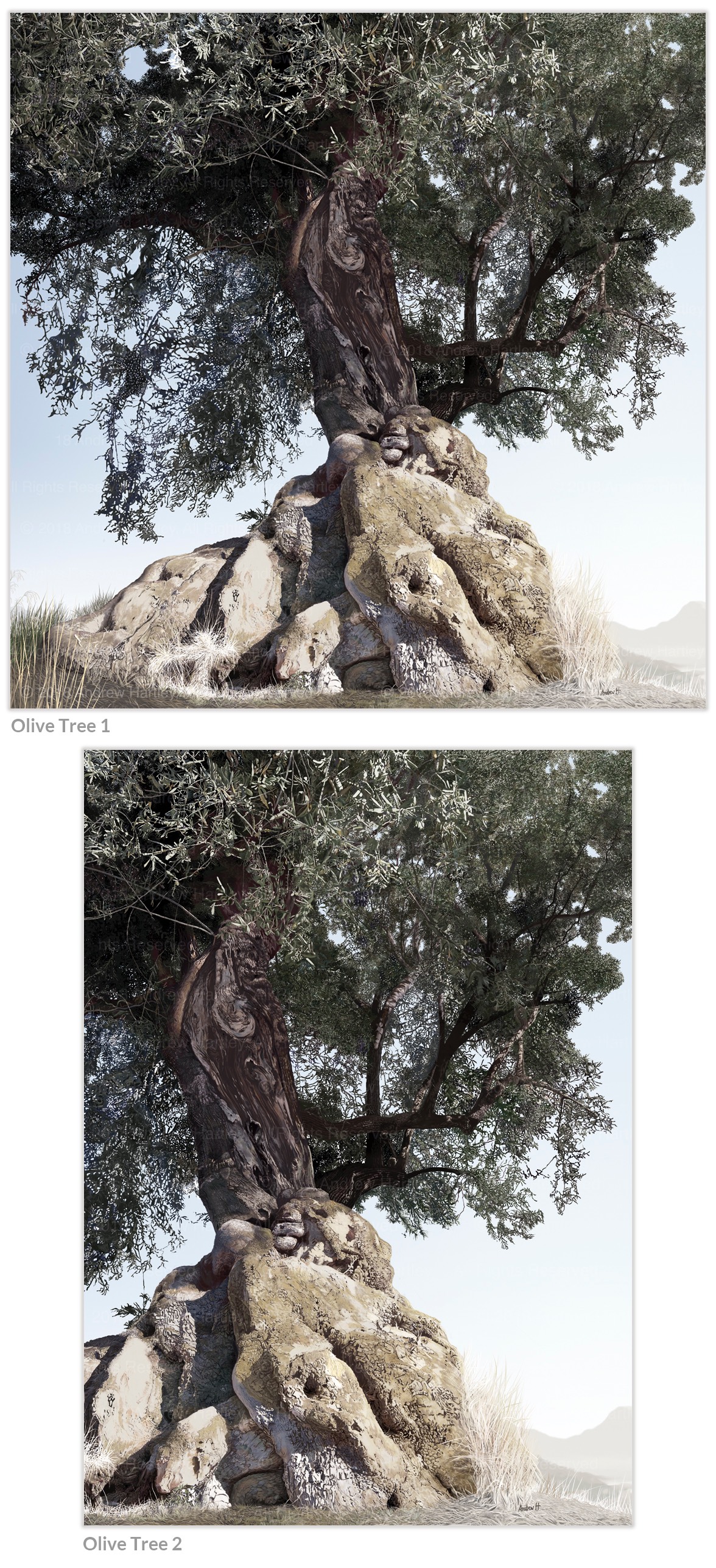 olive-tree-1200