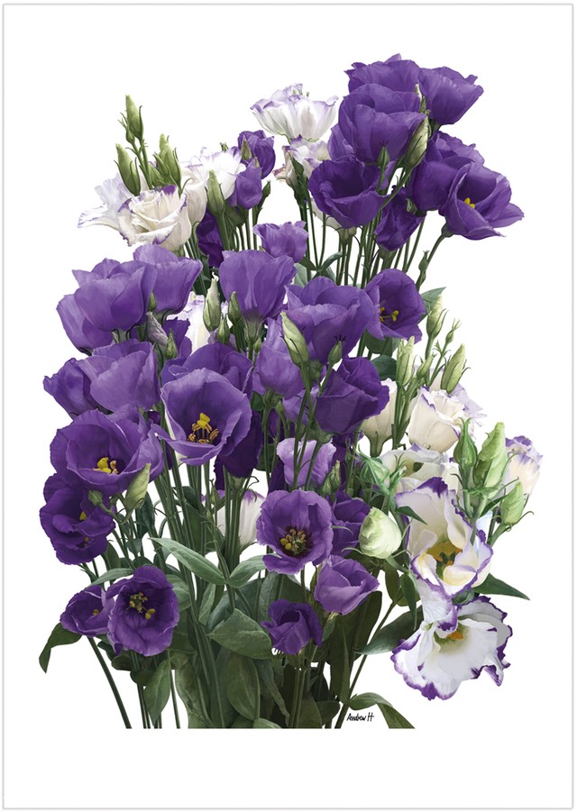 purple-flowers-main2023