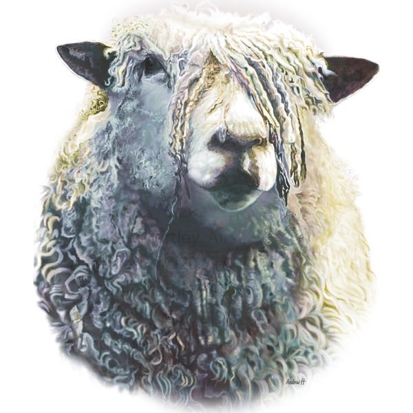 Longwool Sheep